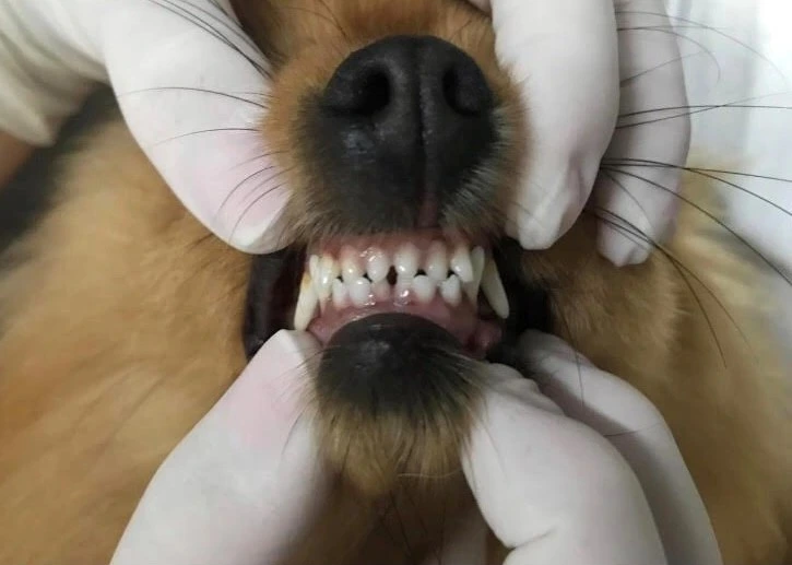 Odontología