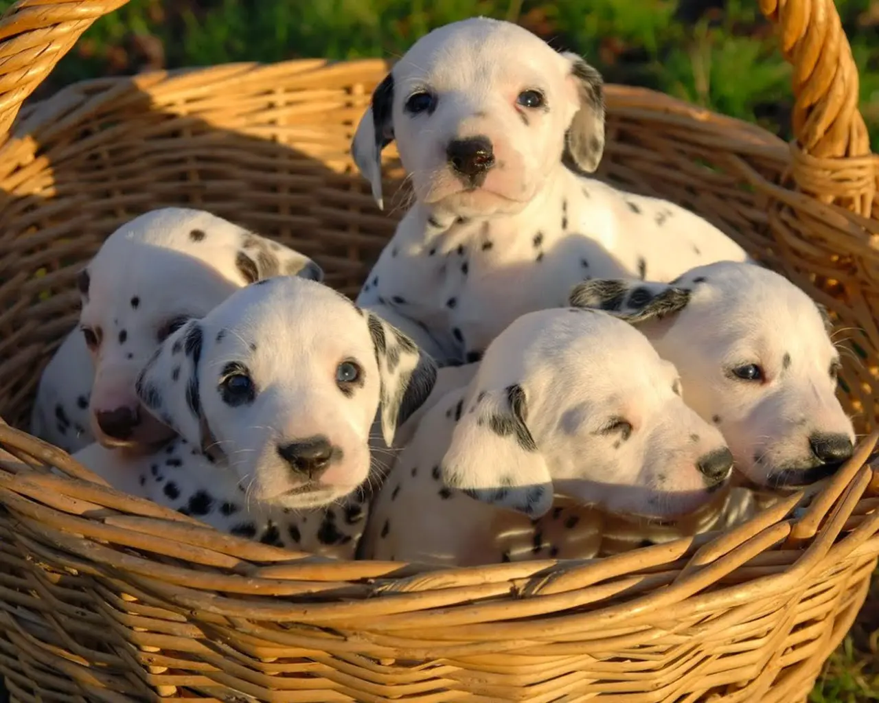 Cachorro pequeño