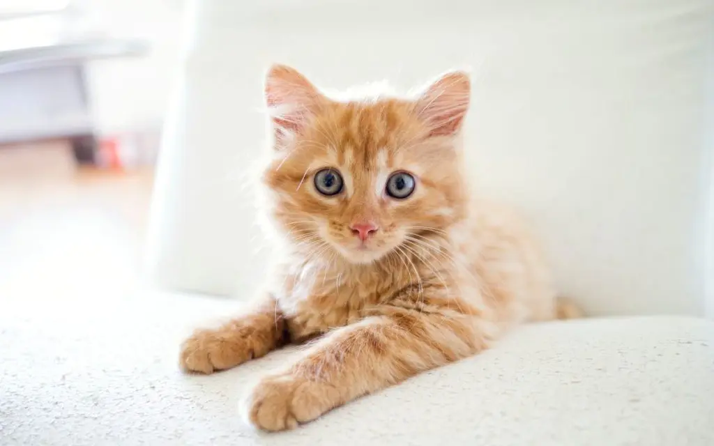 Gatito pequeño