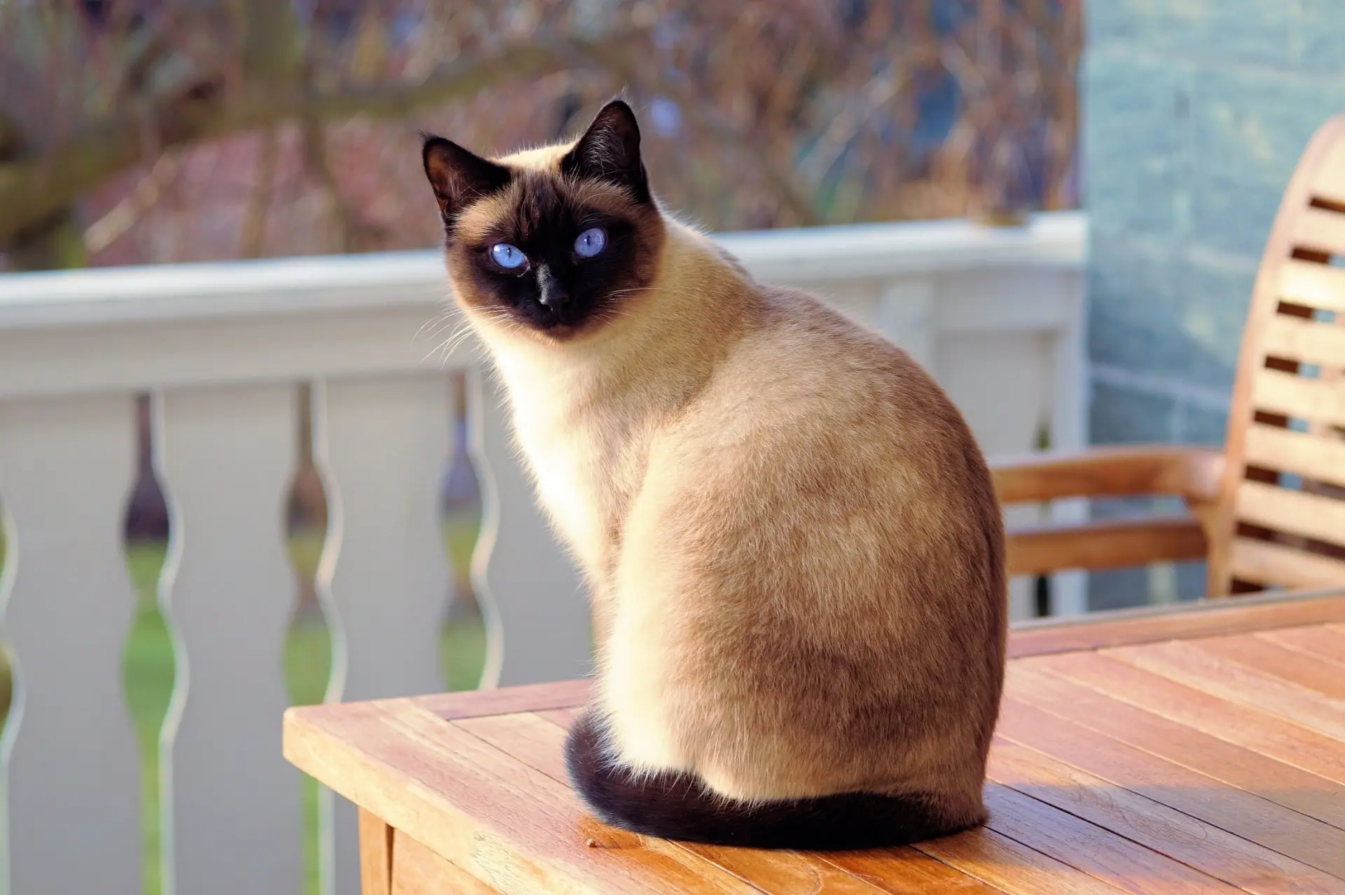 Gato adulto