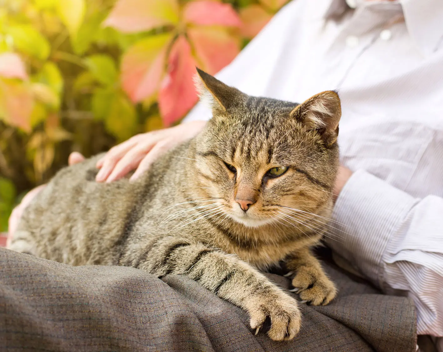 Gato senior