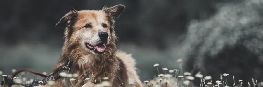 Perro senior